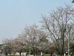 -羊山湖公园