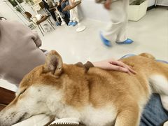 -共舞时光猫咖·狗咖(新街口店)