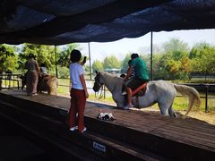 -合肥滨湖国家森林公园