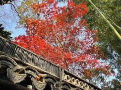 -秋霞圃