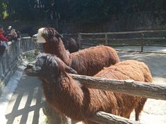 -昆明动物园