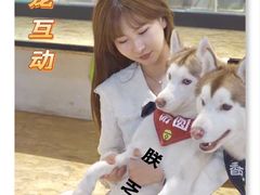 -Husky Go! 哈士奇体验馆·宠物咖啡厅狗咖