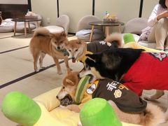 -逗柴咖啡屋·狗咖猫咖宠物桌游
