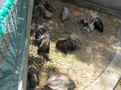 -西霞口神雕山野生动物世界