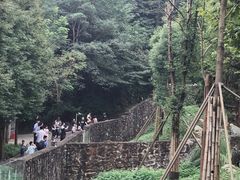 -都江堰中华大熊猫苑