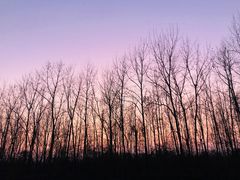 -合肥滨湖国家森林公园