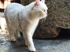 -喵屿·大理花园猫咖