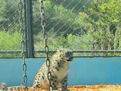 -青藏高原野生动物园