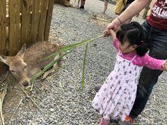 -鹿境梅花鹿生态园区