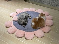 -momokira米努特·德文卷毛猫·棉花面纱犬
