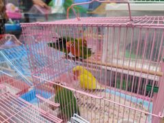 -青石桥花鸟鱼虫市场(叠翠城店)