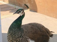 -佛冈森波拉度假区