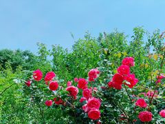 -鹅湖玫瑰文化园