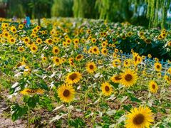 -廊坊文化艺术中心