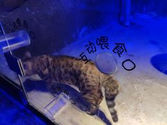 -zoonana室内动物园(东方福来德店)