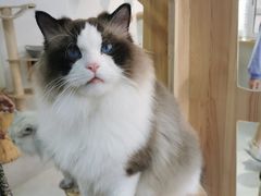 -Heymao猫咖.咖啡厅(东门店)