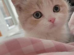 -Bastet sally猫舍购宠(静安店)