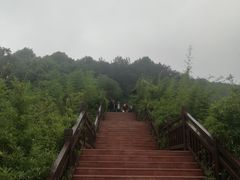 -铁山坪森林公园