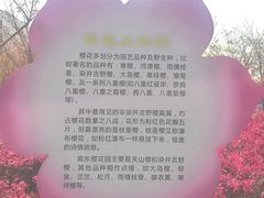 -高东镇樱花园