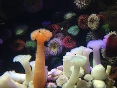 -瑞普利水族馆