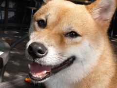 -柴犬高等学院·狗咖·柴犬售卖·宠物训练