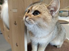 -飞行喵MR PILOT|猫舍·猫咖(静安大融城店)