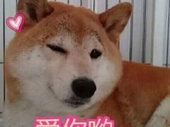 -HONGA HONGA雄家(曹路店)