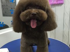 -帅帅宠物生活馆(三元路店)
