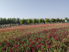 -荷兰花海
