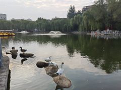 -莲湖公园