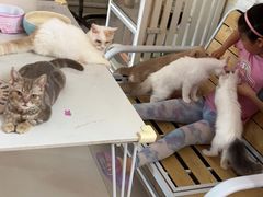 -平行世界·猫咖(首经贸店)