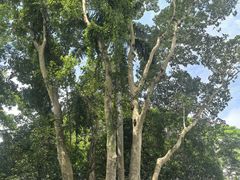 -中国科学院西双版纳热带植物园