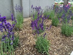 -北海道厅旧本厅舍(旧本庁舎)