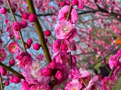 -花开海上生态园