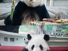 -灵玲国际马戏城