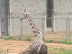 -石家庄市动物园