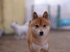 -趣玩宠物乐园寄养训犬训狗游泳池
