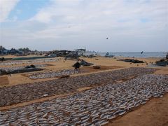 -尼甘布海鲜市场