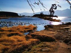 -莉莲蛋挞(大华悦沢书店)