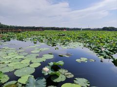 -荷塘月色湿地公园·向阳花洲