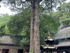 -青岛崂山太清宫