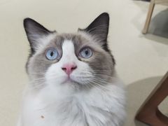 -藏猫猫咖啡主题馆(中央大道店)