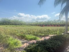 -亚龙湾国际玫瑰谷
