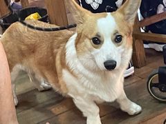 -都江堰石锅鱼