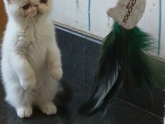 -汪小喵宠物·戴维斯乐芳希施宠馨宝皮毛调理洗护店