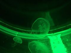 -暹罗海洋世界