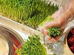活体有机豆苗-捞神煲汤火锅(湖滨商业街店)