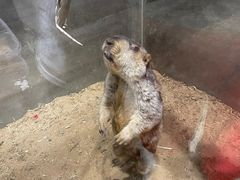 -浣熊柯尔鸭土拨鼠·电玩咖