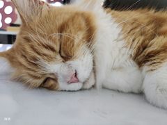 -喵园·猫主题咖啡厅·撸猫·猫咖(国贸店)