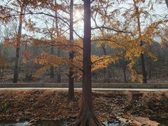 -白水寺森林公园